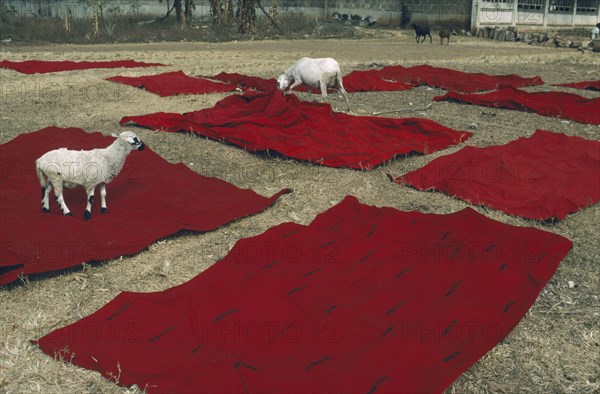 GHANA, Kumasi, "Sheep with Ashanti funeral cloth laid out to dry after dyeing red, the traditional colour of mourning."