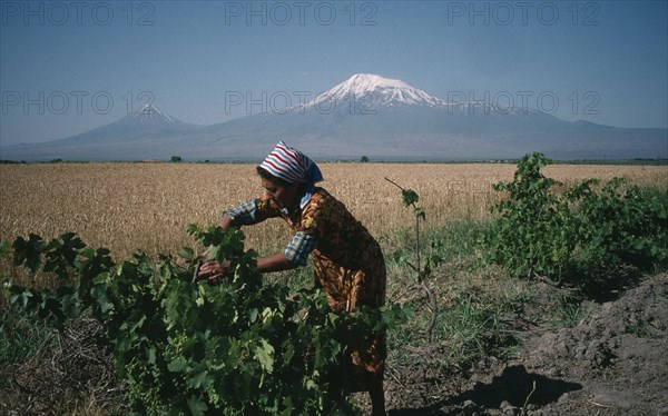 ARMENIA, Agriculture, Village woman working on vines in rural area with Mount Ararat behind.