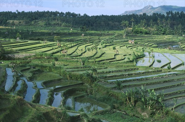 INDONESIA, Bali, Tirtagganga, Rice terraces