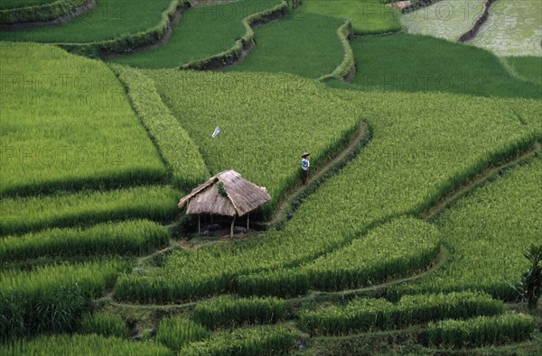 INDONESIA, Bali, Ubud, Rice terraces