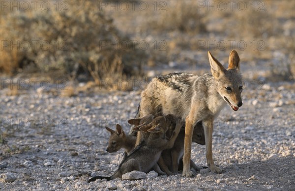 NAMIBIA, Etosha National Park, Black backed Jackal mother and suckling cubs in evening light