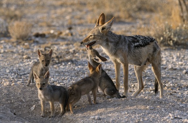 NAMIBIA, Etosha National Park, Black backed Jackal mother with pups outside den in the evening light