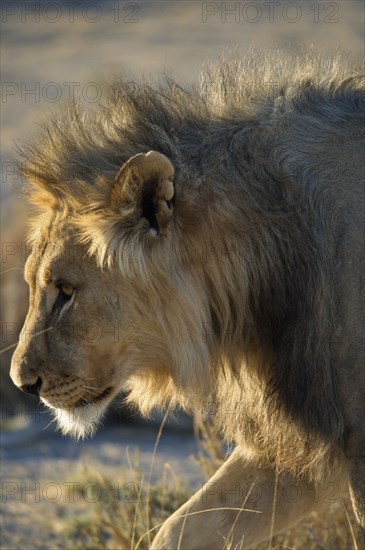 NAMIBIA, Etosha National Park, Profile shot of a Male Lion in the early morning light