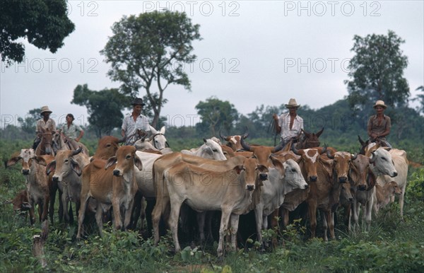 BRAZIL, Matto Grosso, Farming, Group of cowboys on horses with cattle herd.
