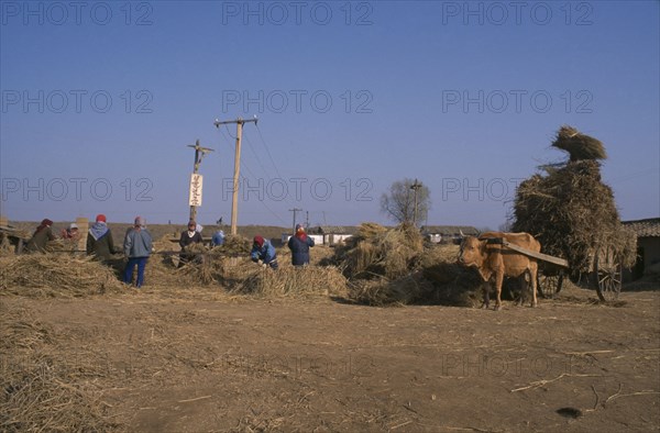 NORTH KOREA, Hwanghae Bukto, Unpa County, Threshing rice crop.