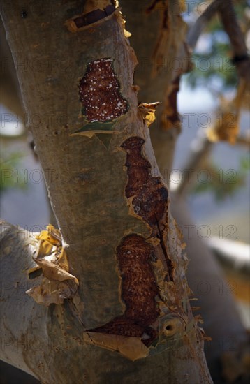 OMAN, Trees, Frankincense tree which produces aromatic gum resin used as incense.