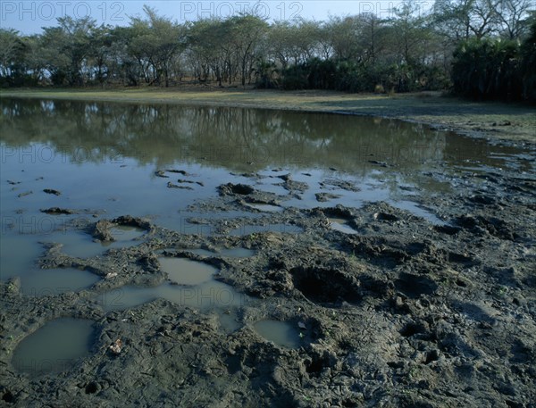 TANZANIA, Selous Game Reserve, Footprints in the mud from a passing elephant herd seen on a walking safari