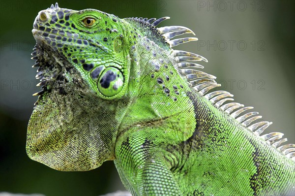 NATURAL HISTORY, Reptiles, Iguana, Close up profile shot of a green Iguana in the Carribean