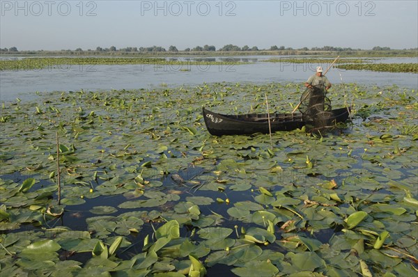 ROMANIA, Tulcea, Danube Delta Biosphere Reserve, Professional fisherman in canoe on Lake Isac checking his nets among water lily pads of the genus Lilium family