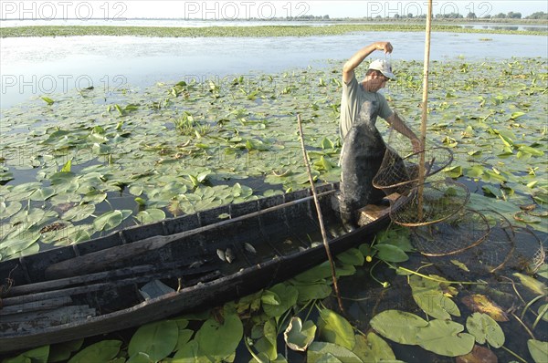 ROMANIA, Tulcea, Danube Delta Biosphere Reserve, Professional fisherman in canoe on Lake Isac checking his nets among water lily pads of the genus Lilium family