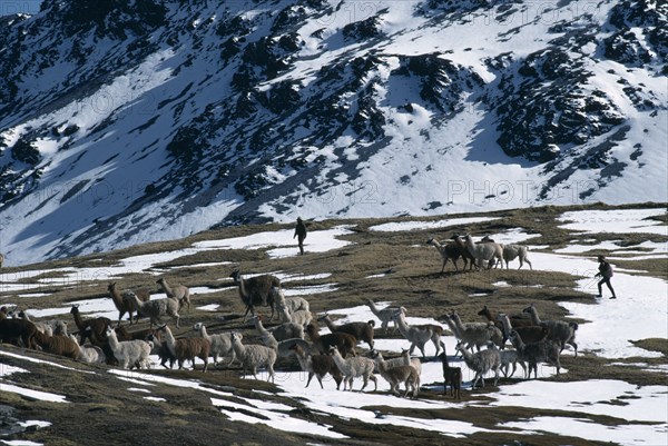 PERU, Cusco, Cordillera Vilcanota, Taking alpaca out to graze on snow covered pasture near Sibinacocha.
