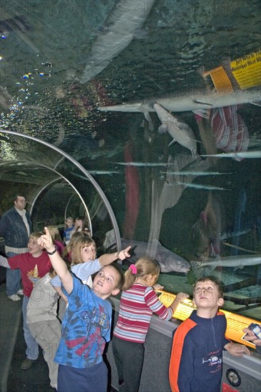 USA, Minnesota, Bloomington, "School children on excursion viewing Longnose Gar Lepisosteus osseus found in the warmer rivers of SE Minnesota, viewed in the 300 foot-long curved tunnel of Underwater Adventures."