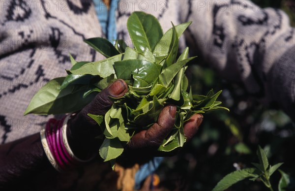 SRI LANKA, Agriculture, Tea, Close up of female tea pickers hands holding a handful of tea leaves on plantation near Haputale.