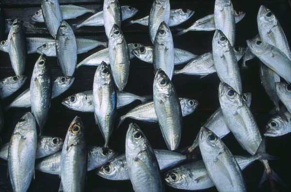 SRI LANKA, Weligama, Fish laid out to dry