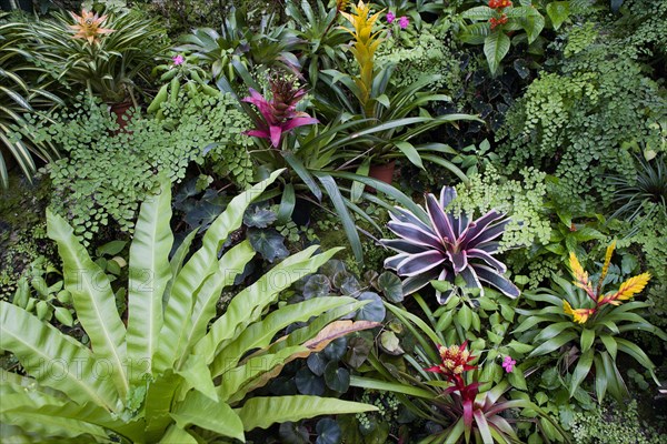 WEST INDIES, Barbados, St George, Francia plantation house greenhouse with tropical plants