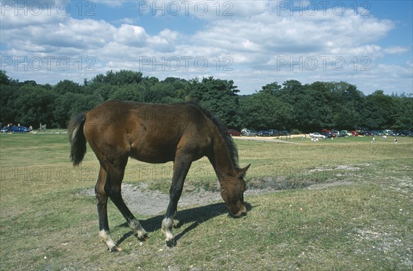 ENGLAND, Hampshire, Lyndhurst, New Forest Pony grazing on grass.