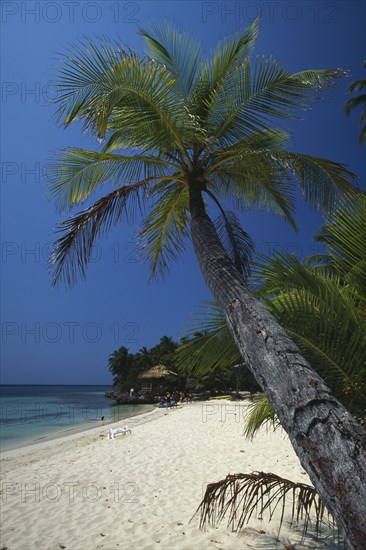 HONDURAS, Bay Islands, Roatan, Sandy beach and palm tree at West Bay with thatched beach hut and tourists.