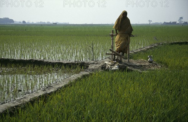 BANGLADESH, Agriculture, Peddle powered irrigation.  Woman using a treadle pump.