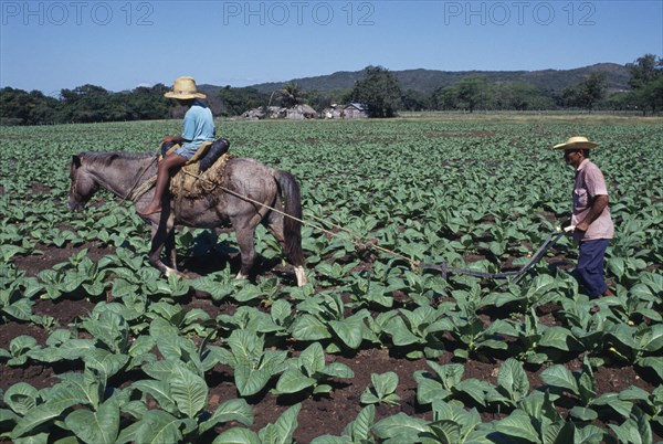 DOMINICAN REPUBLIC, Agriculture, Man using horse ridden by child to plough furrow through crop on privately run tobacco plantation near Loma de Cabrero producing tobacco for the Leon Jimenez co.
