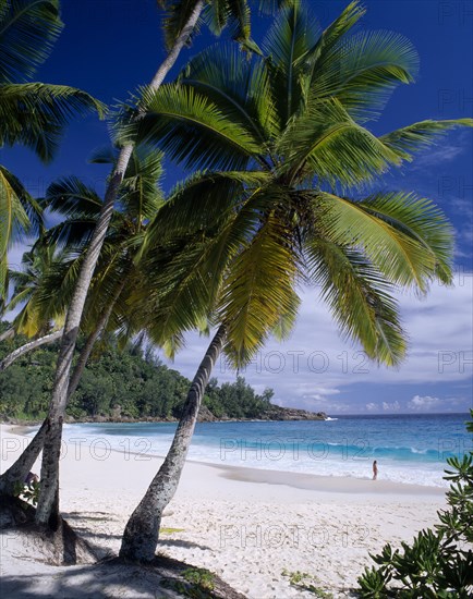 SEYCHELLES, Mahe, View through palm trees towards sandy beach and  turquoise sea with a woman bather standing at the waters edge