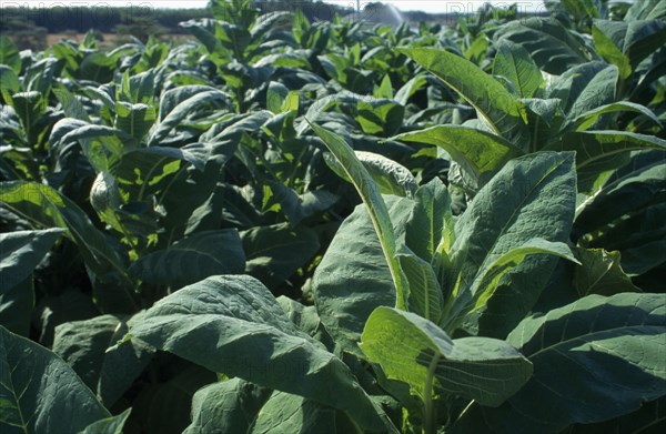 MALAWI, Farming, Close view of tobacco crop.