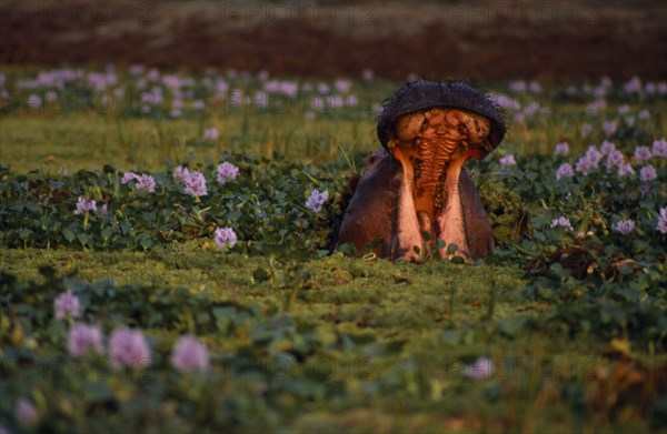 ZIMBABWE, Mana Pools Nat. Park, Yawning hippo amongst water hyacinth.