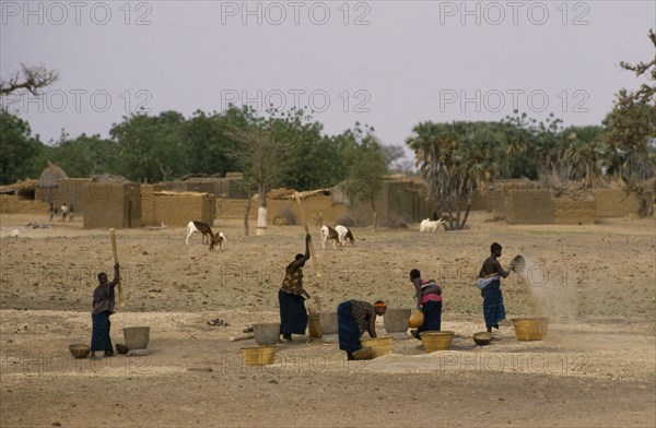 MALI, Farming, Women pounding millet near Koro with grazing sheep and village buildings beyond.