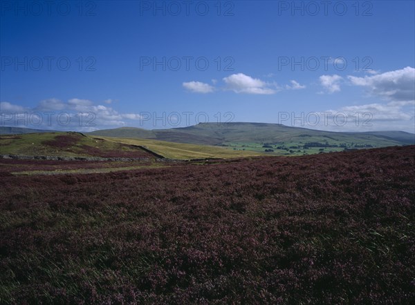 ENGLAND, North Yorkshire, Field of purple heather on the Moors.