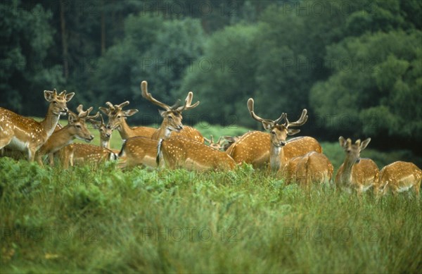 ANIMALS, Deer, Group of Fallow deer stags standing in long grass and bracken.