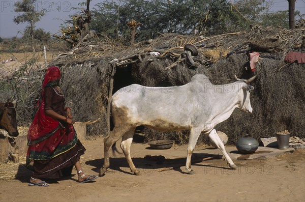 INDIA, Rajasthan, Garou, Bishnoi woman herding cattle past thatched shelter made from wood and straw in village near Jodhpur.