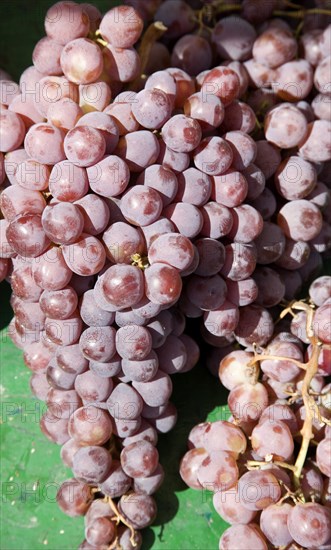 ENGLAND, West Sussex, Shoreham-by-Sea, French Market. Bunches of red grapes on market stall