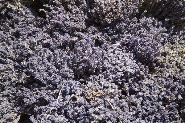 ENGLAND, West Sussex, Shoreham-by-Sea, French Market. Detail of Lavender on market stall
