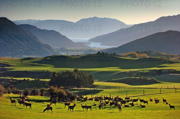NEW ZEALAND, SOUTH ISLAND, OTAGO, "ARROWTOWN, VIEW OF A HERD OF DEER ON FIELDS AT CROWN TERRACE NEAR ARROWTOWN WITH LAKE WAKATIPU AND MOUNT NICHOLAS (CENTRE) IN THE DISTANCE."