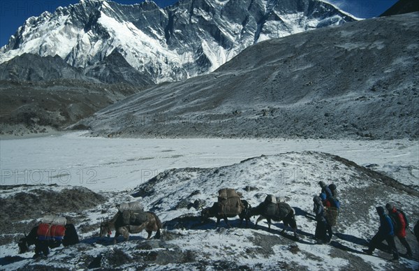 NEPAL, Sagarmatha N. Park, Lhotse, Yaks carrying packs through snow covered mountain landscape followed by handlers and trekking party.