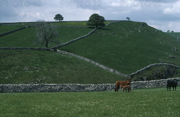 ENGLAND, Derbyshire, Peak District, Dovedale.  Pastureland divided by dry stone walls with cattle and calf in foreground.