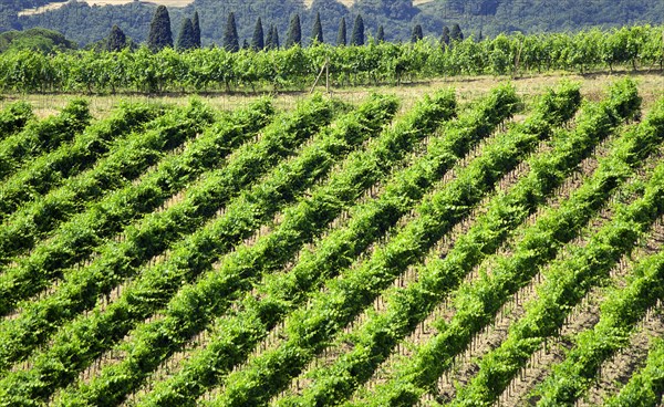 ITALY, Tuscany, Montalcino, Vineyard on a hillside on the outskirts of the hilltown