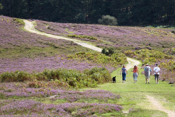 ENGLAND, Hampshire, The New Forest, Ogdens Purlieu a fertile valley near Ogden Village. Four people and a black dog walking along a path amongst the purple heather in the heart of the fertile valley