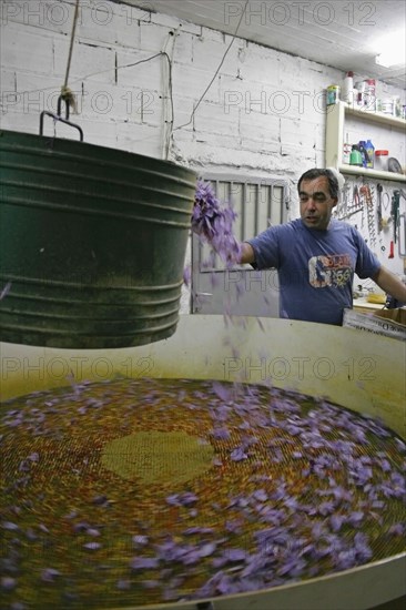GREECE, Macedonia, Kozani, Greek farmer using old machine producing air in order to separate the saffron from the flower
