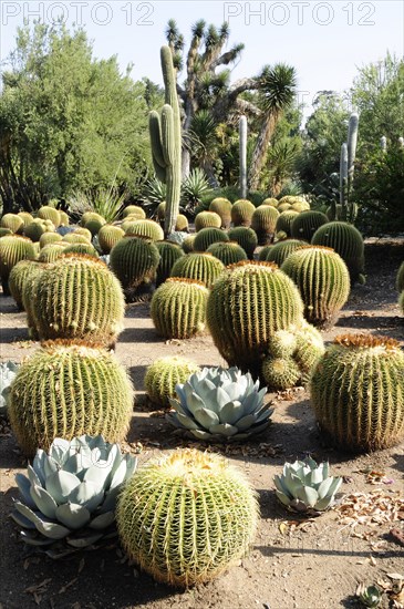 Usa California Los Angeles Golden Barrels Desert Garden The