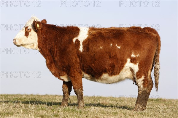 AGRICULTURE, Farming, Animals, "England, East Sussex, South Downs, Cattle, Cow Grazing in the fields."