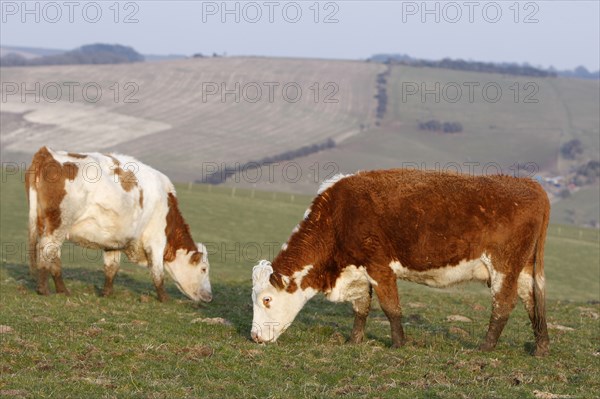 AGRICULTURE, Farming, Animals, "England, East Sussex, South Downs, Cattle, Cows Grazing in the fields."