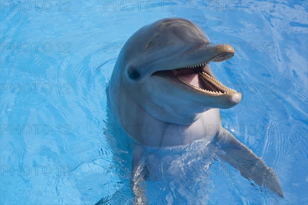 Cuba, Havana, Acurario Nacional, dolphin in the water of the National Aquarium.