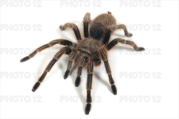 Animals, Arachnid, Spiders, A Chilean Rose Tarantula.