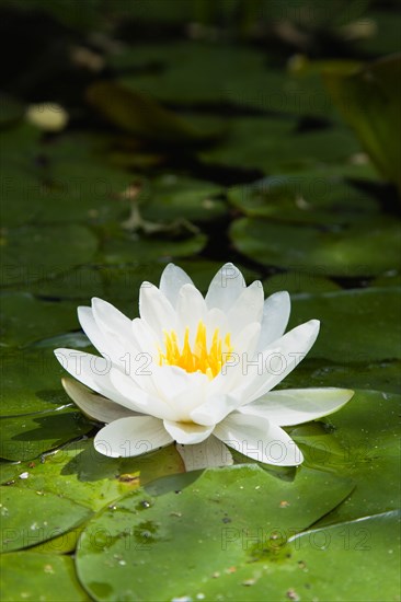 Gardens, Plants, Aquatic, Single white water lily flower of the family Nymphaeaceae in a pond surrounded by leaves floating on the surface.