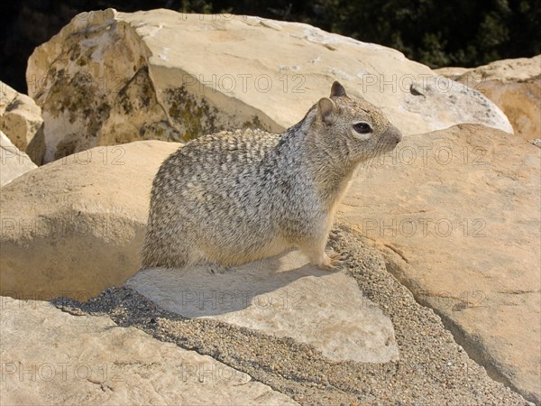 USA, Arizona, Grand Canyon, Prairie dog on the rocks. South Rim at Yavapai Point. 
Photo : Hugh Rooney