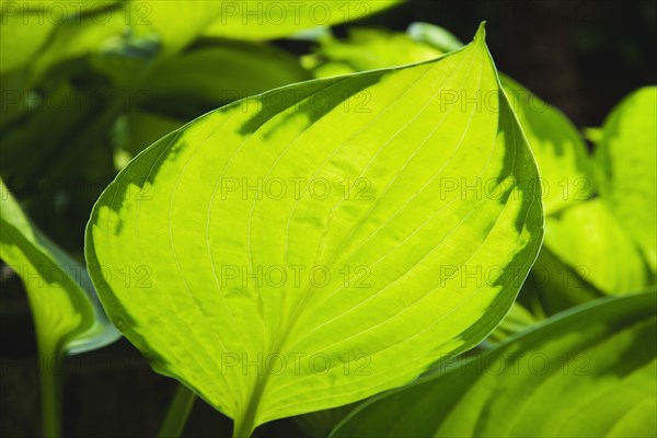 Green leaves with sunlight shining through