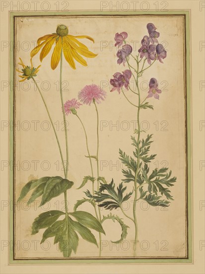 Walther, Aconitum