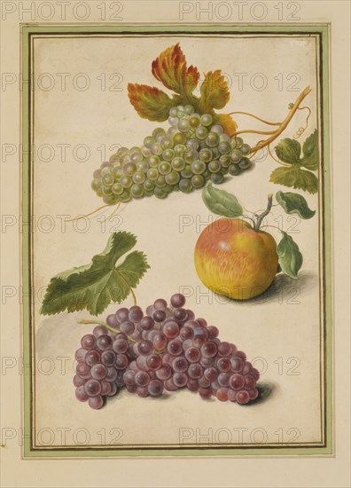 Walther, Grappes de raisin rouge et blanc, et une pomme