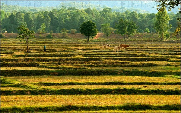 Thailande, rizières