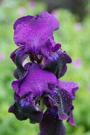 Purple Bearded Iris